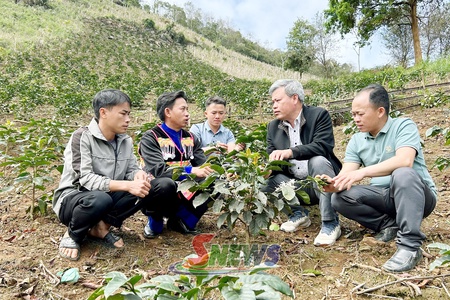  “HẠT GIỐNG ĐỎ” TRÊN RẺO CAO