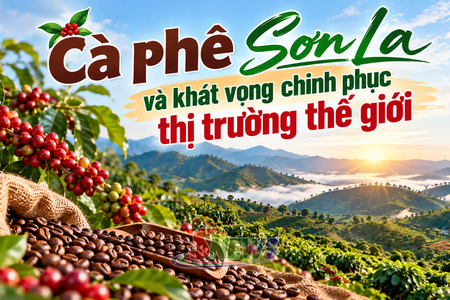 Cà phê Sơn La và khát vọng chinh phục thị trường thế giới 