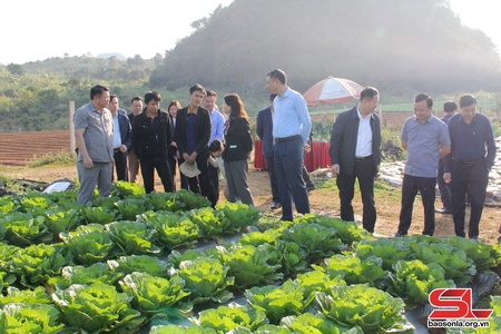 Provincial Party official visits agricultural cooperatives in Son La city