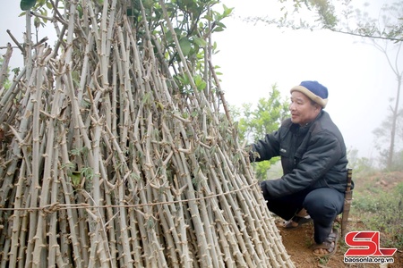 Chuẩn bị vụ gieo trồng trên nương