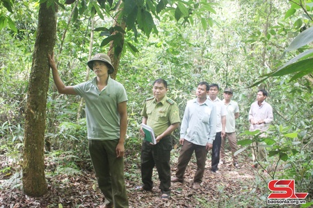 Chủ động phòng cháy, chữa cháy rừng