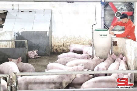Thực hiện các biện pháp tái đàn vật nuôi