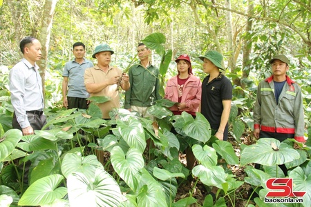 Cà Nàng chuyển hướng sản xuất nông nghiệp