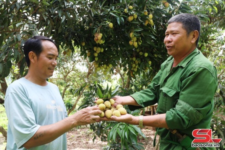Màu xanh no ấm từ những vườn cây ăn quả