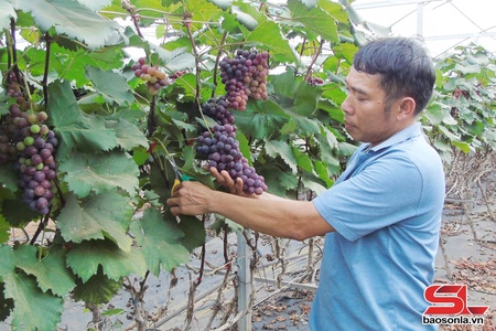 Thu nhập cao từ mô hình trồng nho Hạ Đen