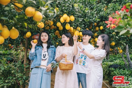 Phát triển nông nghiệp gắn với du lịch trải nghiệm
