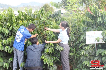 Mô hình nông lâm kết hợp, tạo sinh kế bền vững