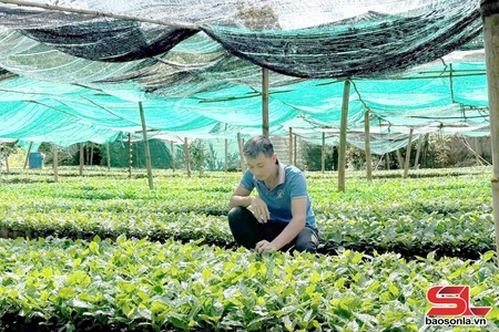 Phát triển cà phê gắn với chế biến và bảo vệ môi trường
