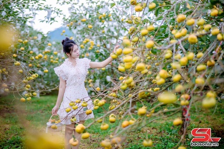 Mùa hồng giòn trên cao nguyên