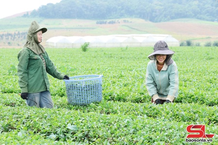 Phiêng Cằm đa dạng các loại cây trồng