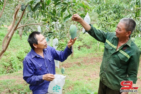 Miền quê bốn mùa trái ngọt