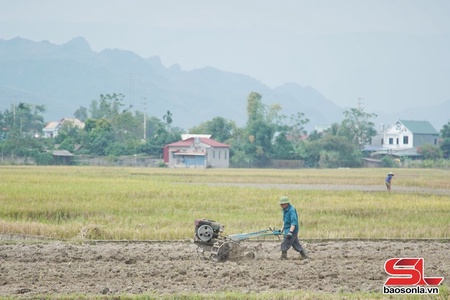 Chuẩn bị tốt các điều kiện sản xuất cây vụ đông