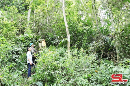Bảo vệ rừng gắn với lợi ích kinh tế bền vững