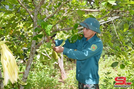Chiềng Hặc phát triển cây ăn quả