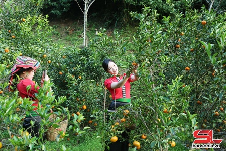 Quýt ngọt Chiềng Cơi