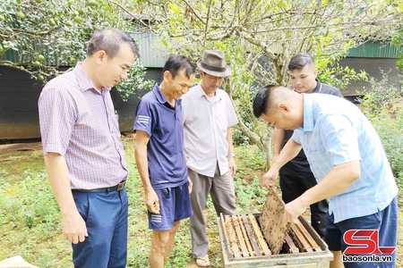 Bảo vệ nhãn hiệu “Mật ong Sơn La”