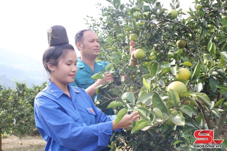 Thành công từ mô hình trồng cam, bưởi