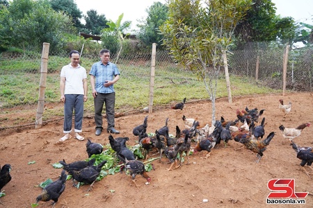 Hướng thoát nghèo cho nhân dân vùng cao Long Hẹ