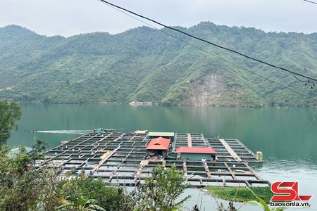 Làm giàu từ nghề nuôi cá lồng trên lòng hồ