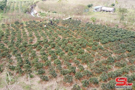 Lóng Phiêng quan tâm phát triển hợp tác xã