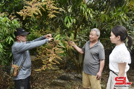 Mai Sơn phát huy hiệu quả nông nghiệp công nghệ cao