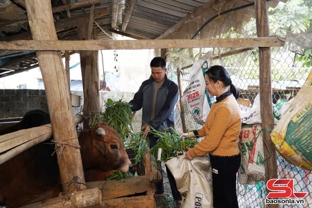 Phát triển chăn nuôi gia súc theo hướng bền vững, hiệu quả