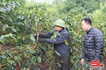 Nông dân Chiềng An chăm sóc cà phê sau thu hoạch