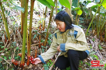 Hội viên phụ nữ năng động phát triển kinh tế