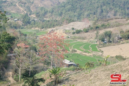 Bản làng mùa hoa gạo