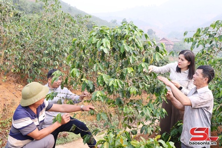 Nậm Lầu phát triển cà phê đáp ứng EUDR