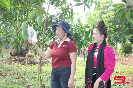 Bao xoài phục vụ xuất khẩu