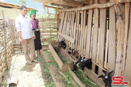 Triển vọng từ nuôi dê ở xã biên giới