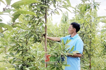 Nông dân người Dao sản xuất, kinh doanh giỏi
