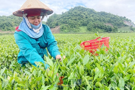 Cây chè trên vùng cao Phiêng Cằm