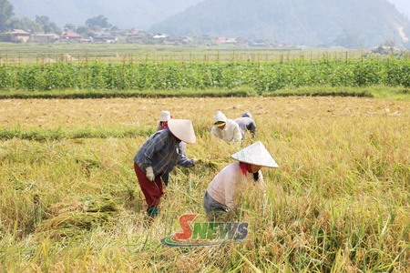 Dẻo thơm nếp tan Ngọc Chiến