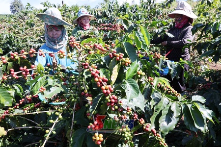 Chiềng La mùa cà phê chín đỏ