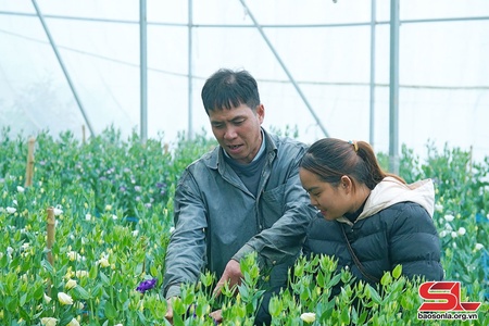 Nông dân Vân Hồ chuyển đổi cơ cấu cây trồng