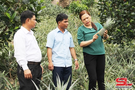 Mở rộng vùng nguyên liệu dứa theo chuỗi liên kết