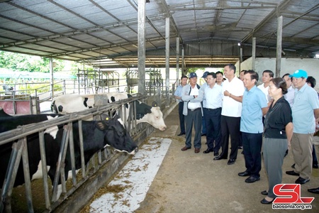 Đoàn công tác Tỉnh ủy Thừa Thiên Huế tham quan một số mô hình nông nghiệp tại Mộc Châu
