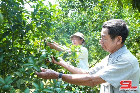 Phù Yên chuyển đổi sản xuất gắn với giảm nghèo bền vững