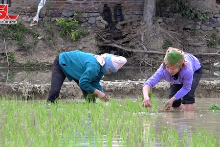Đảm bảo nguồn nước sản xuất vụ xuân