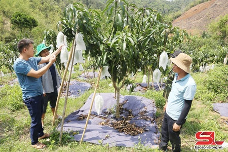 Vai trò của HTX trong sản xuất nông nghiệp bền vững