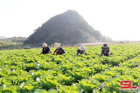  HTX Nông sản Sơn La cam kết sản xuất "5 không" 