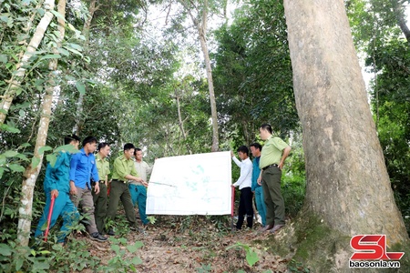 Mai Sơn chủ động phòng, chống cháy rừng