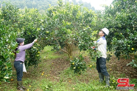 Phù Yên đẩy mạnh phát triển nông nghiệp hữu cơ