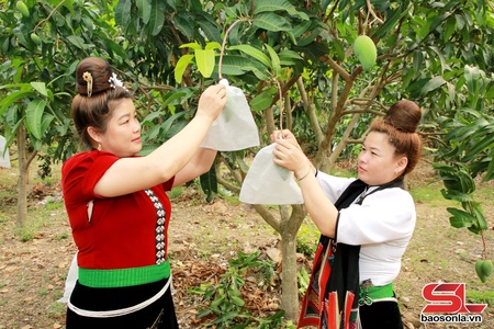 Chủ động phương án tiêu thụ, xuất khẩu nông sản