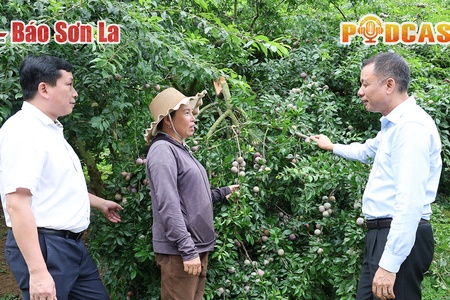 Bản tin Podcast ngày 3/6/2025