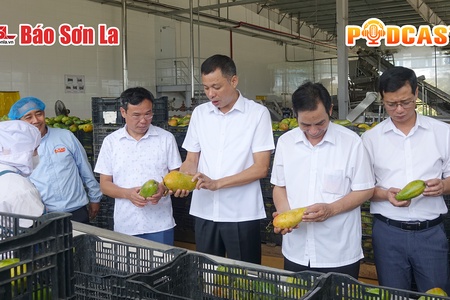 Bản tin Podcast ngày 5/6/2025