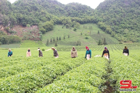 Hiệu quả chương trình giảm nghèo ở Thuận Châu