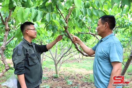 Hướng tới vụ na bội thu